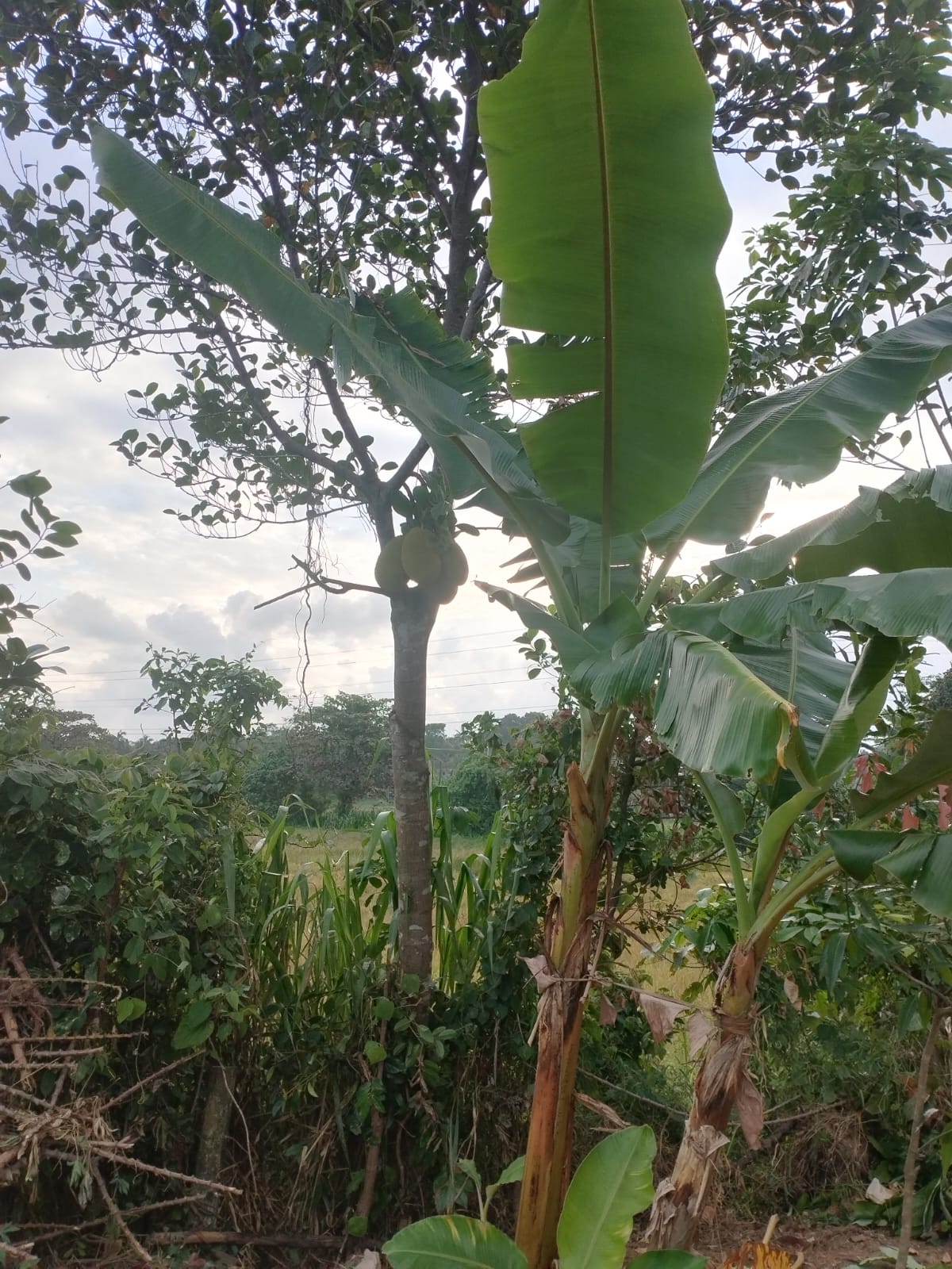 Land for sale in Godagama ,Homagama.