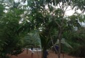 Land for sale in Godagama ,Homagama.