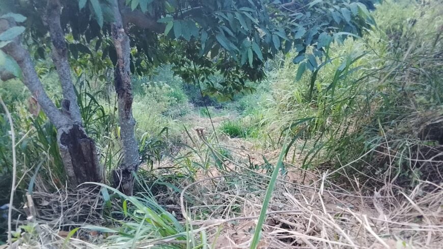 Land For Sale Bandarawela