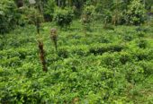 Modern 4 Bedroom House with 2 Acers land for sale in Balangoda