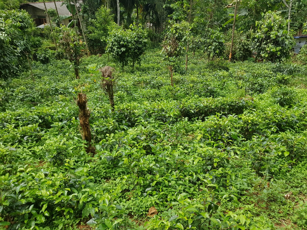 Modern 4 Bedroom House with 2 Acers land for sale in Balangoda