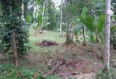 Land for Sale Kalagedihena