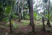 Land for Sale Kalagedihena