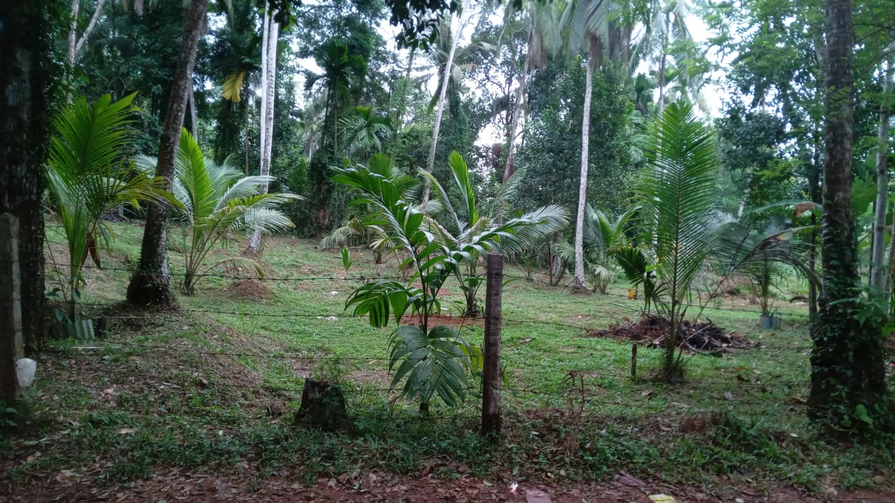 Land for Sale Kalagedihena