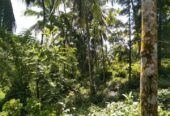 Land for Sale – Facing Main Road Hakbellawaka