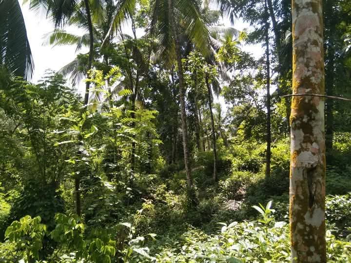 Land for Sale – Facing Main Road Hakbellawaka