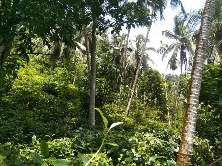 Land for Sale – Facing Main Road Hakbellawaka
