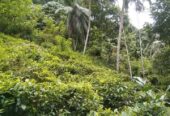 Land for Sale – Facing Main Road Hakbellawaka