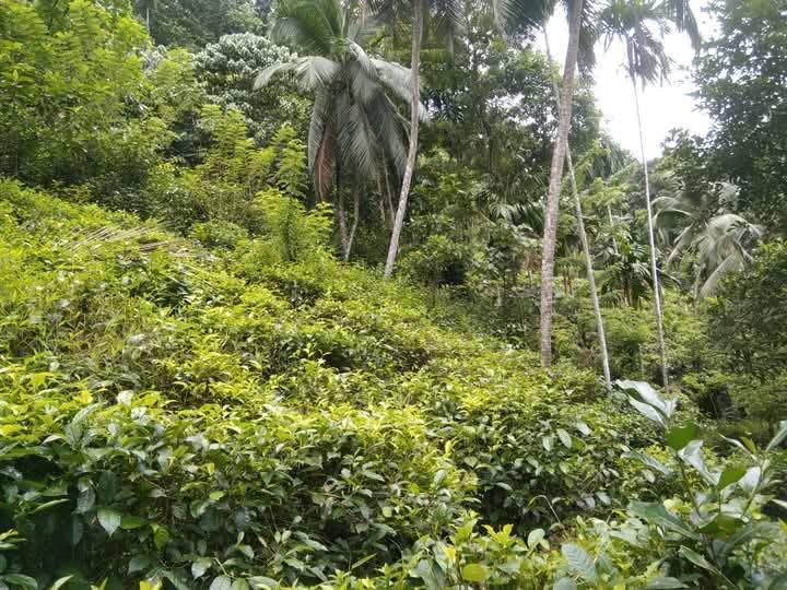 Land for Sale – Facing Main Road Hakbellawaka