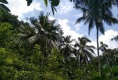 Land for Sale – Facing Main Road Hakbellawaka