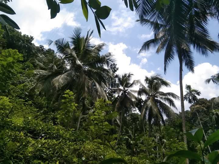 Land for Sale – Facing Main Road Hakbellawaka