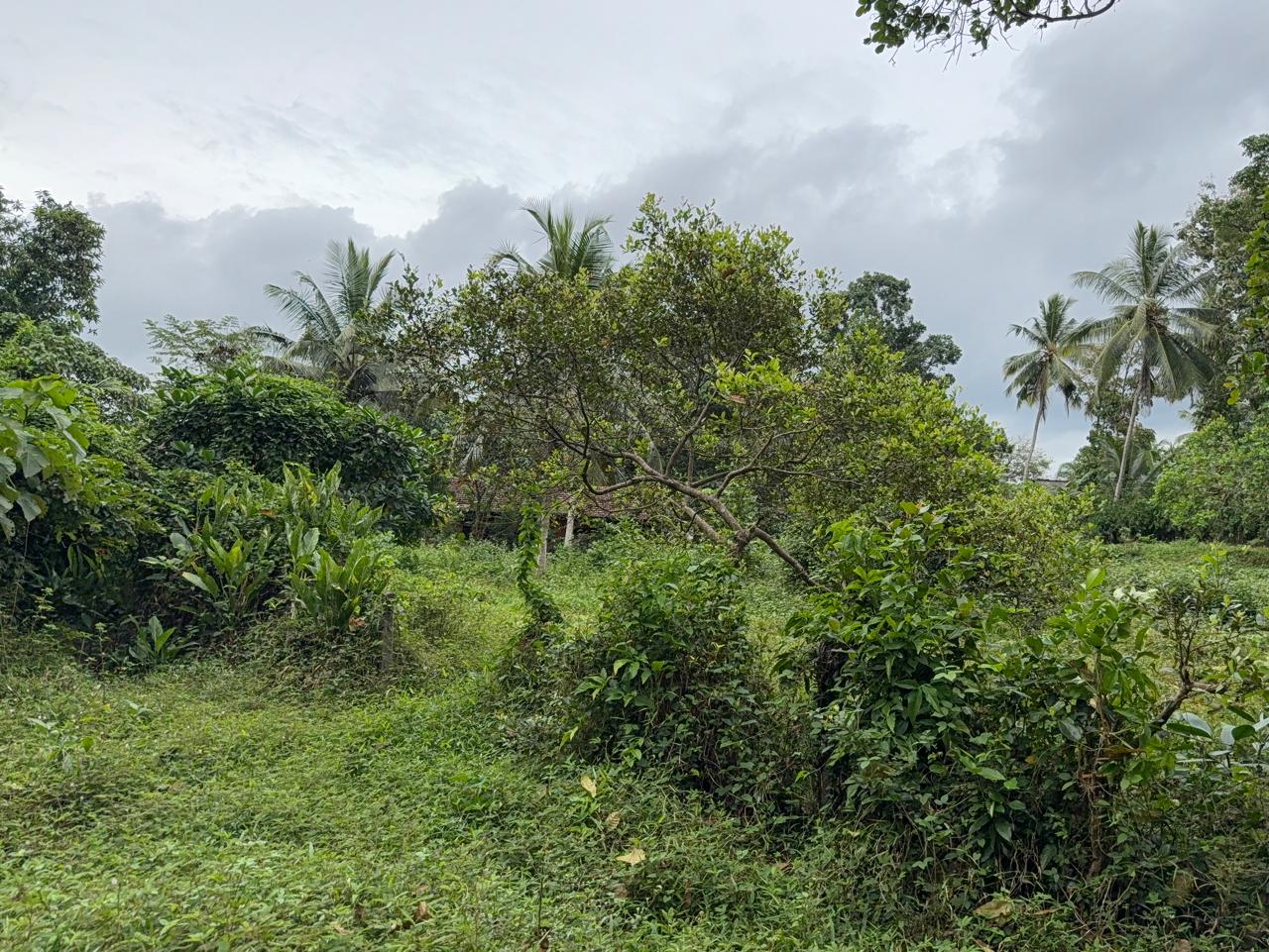 Semi Commercial Land for Sale at Weliveriya