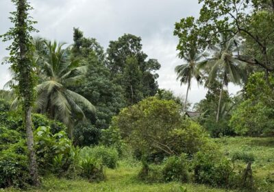 Semi Commercial Land for Sale at Weliveriya