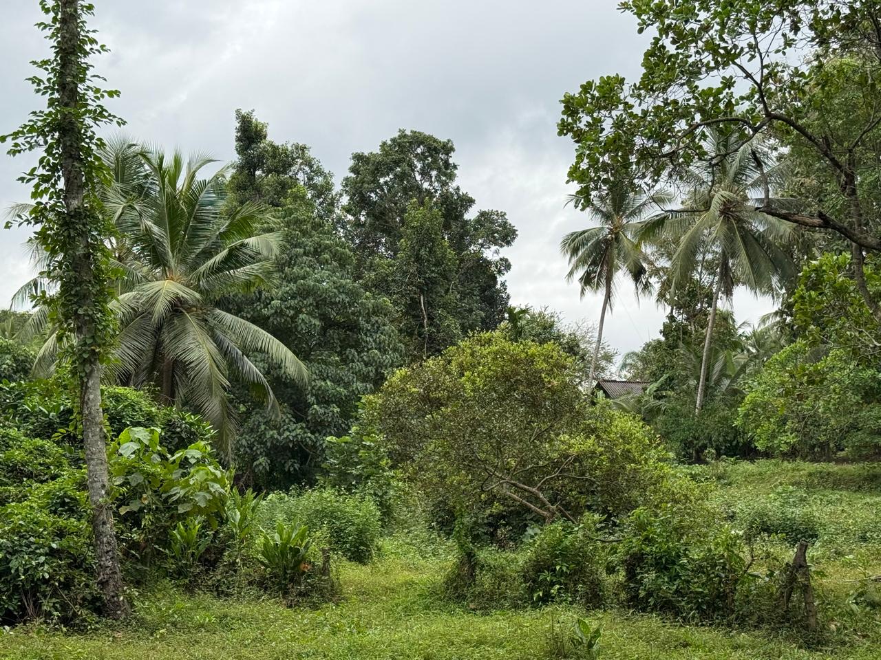 Semi Commercial Land for Sale at Weliveriya