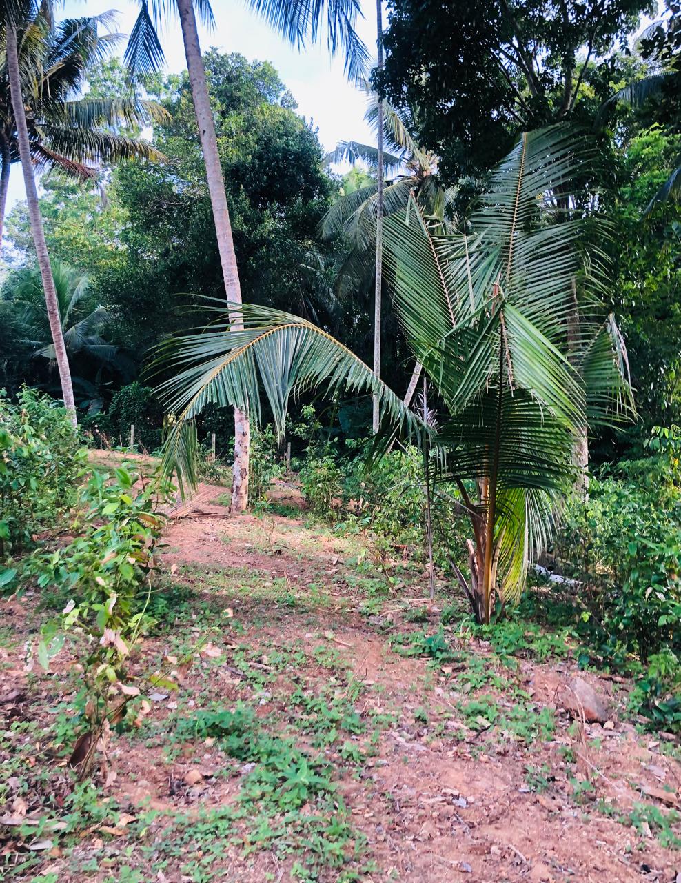 Land For Sale Ragama