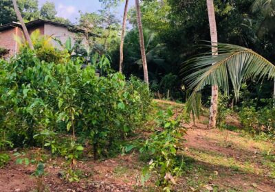Land For Sale Ragama