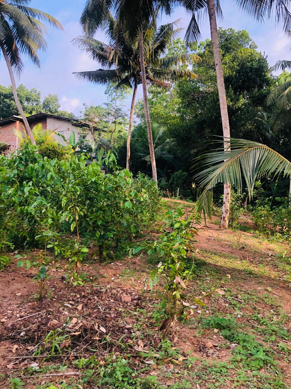 Land For Sale Ragama