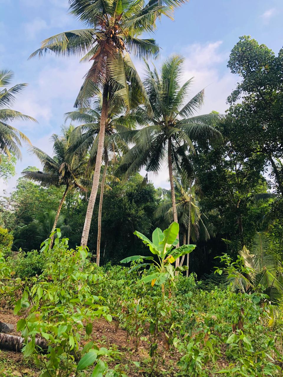 Land For Sale Ragama
