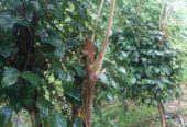 Residential Land for Sale in Suburb Elpitiya