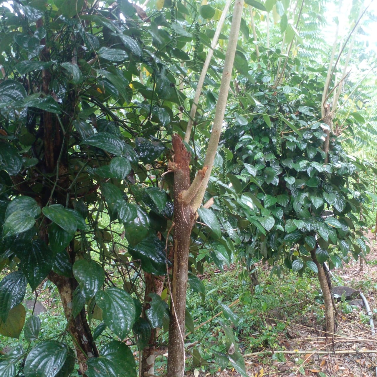 Residential Land for Sale in Suburb Elpitiya