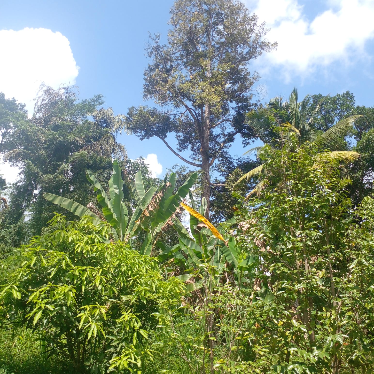 Residential Land for Sale in Suburb Elpitiya