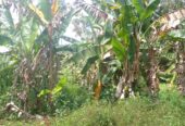 Residential Land for Sale in Suburb Elpitiya