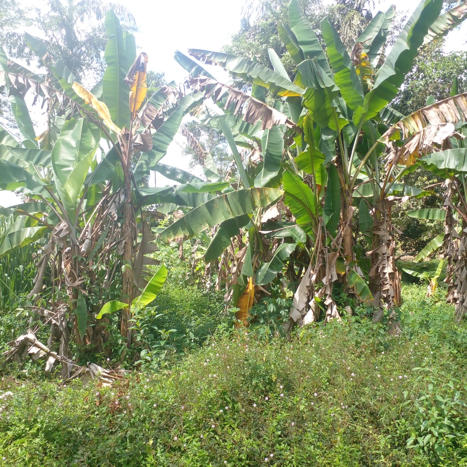 Residential Land for Sale in Suburb Elpitiya
