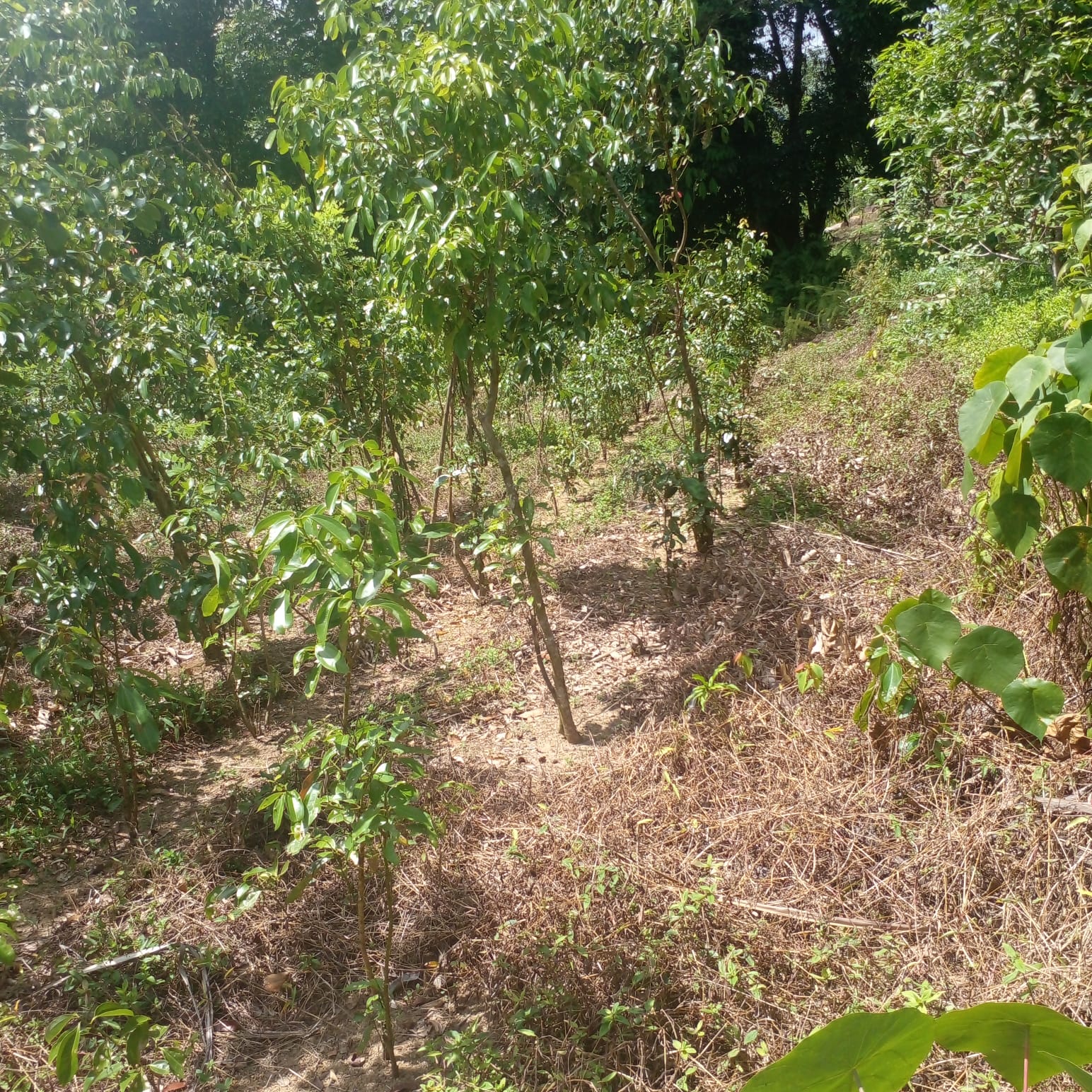 Residential Land for Sale in Suburb Elpitiya