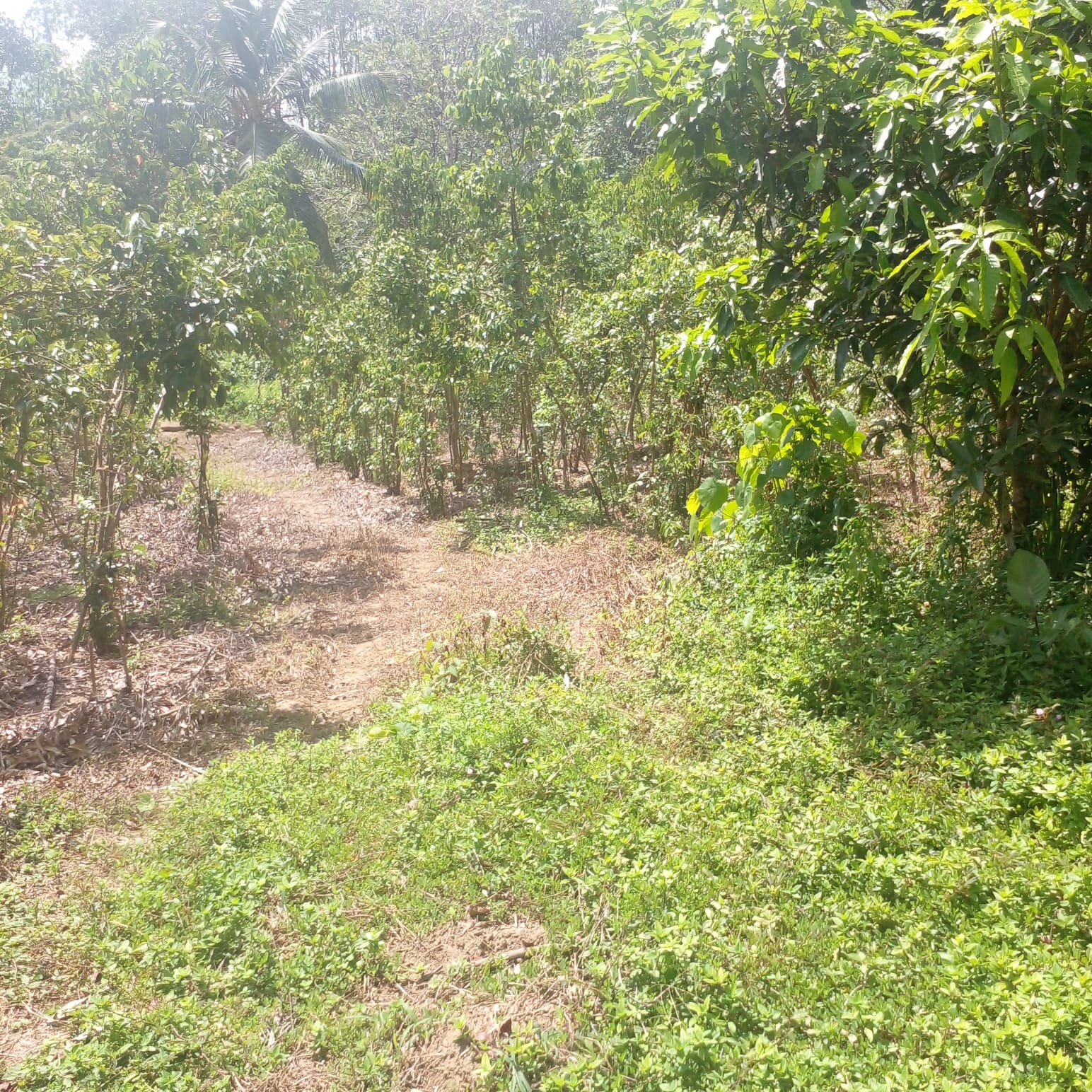 Residential Land for Sale in Suburb Elpitiya