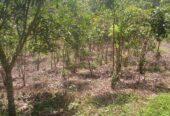 Residential Land for Sale in Suburb Elpitiya