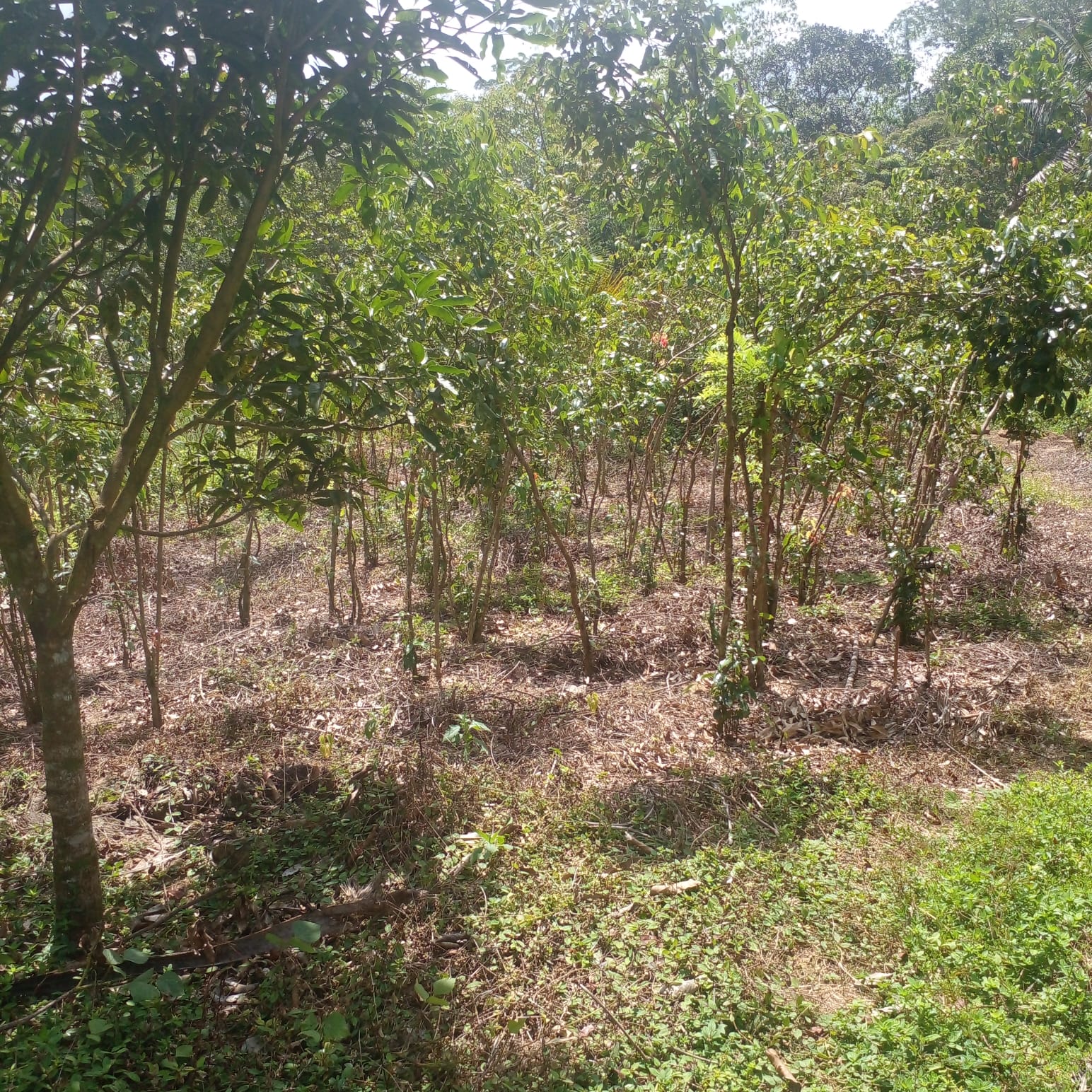Residential Land for Sale in Suburb Elpitiya