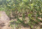 Residential Land for Sale in Suburb Elpitiya