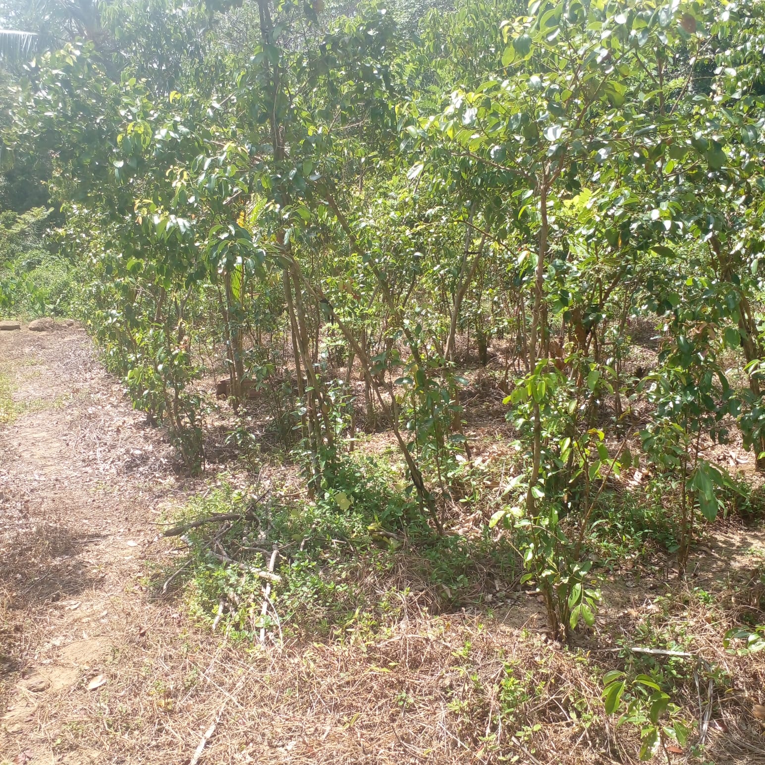 Residential Land for Sale in Suburb Elpitiya