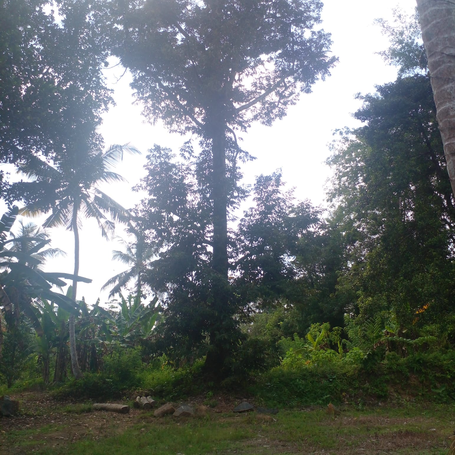 Residential Land for Sale in Suburb Elpitiya