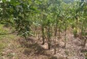 Residential Land for Sale in Suburb Elpitiya