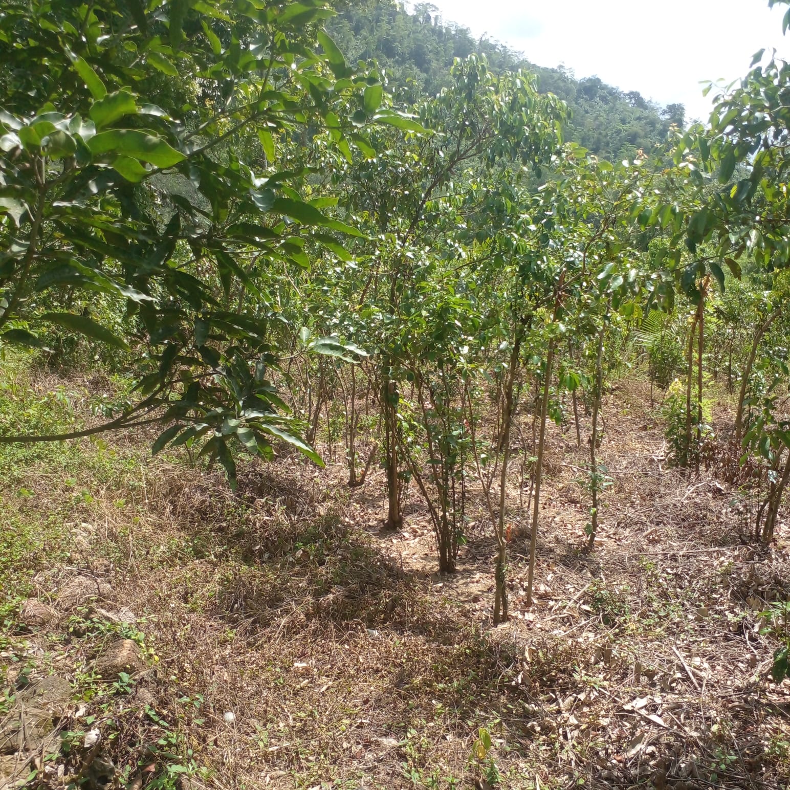 Residential Land for Sale in Suburb Elpitiya