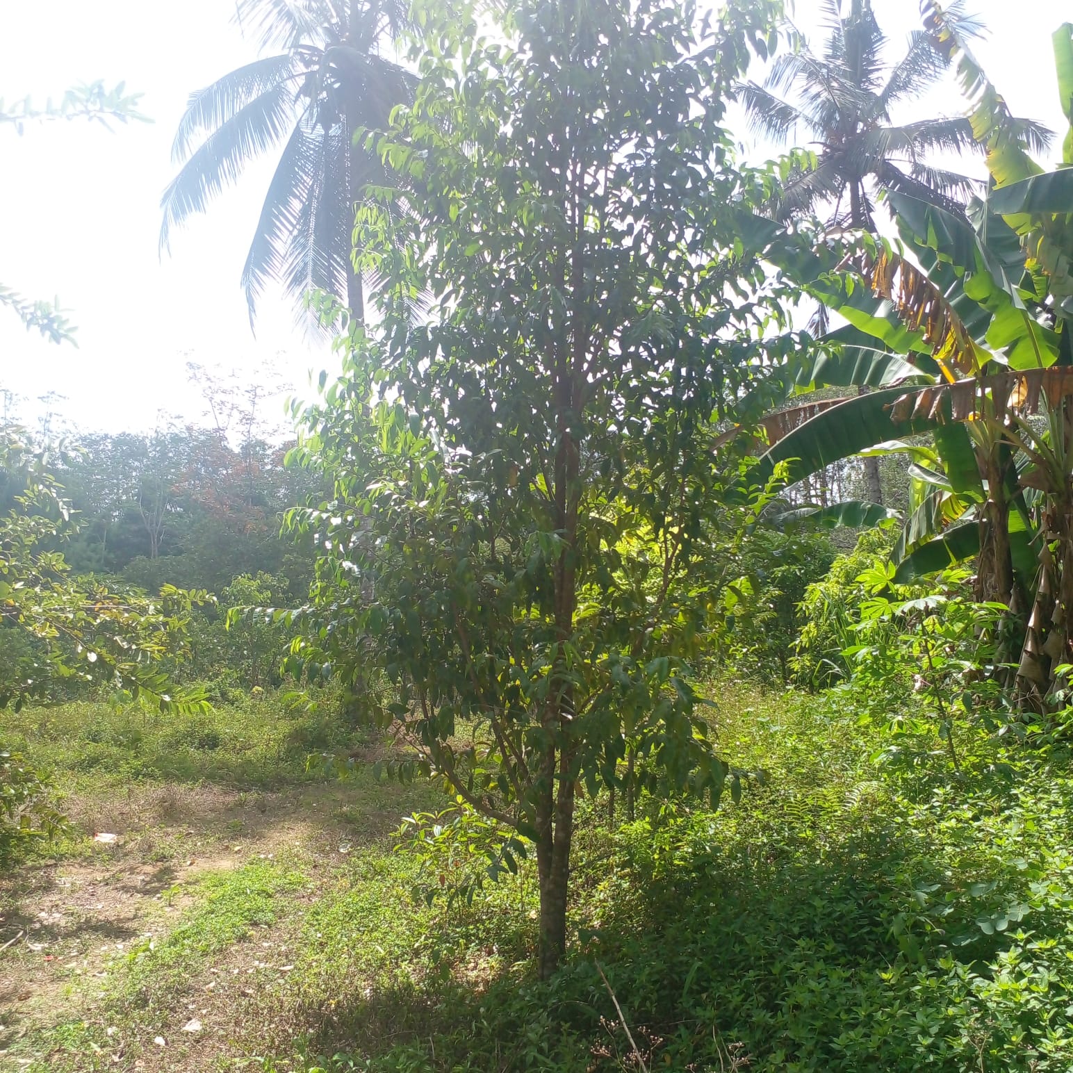 Residential Land for Sale in Suburb Elpitiya