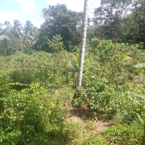 Residential Land for Sale in Suburb Elpitiya