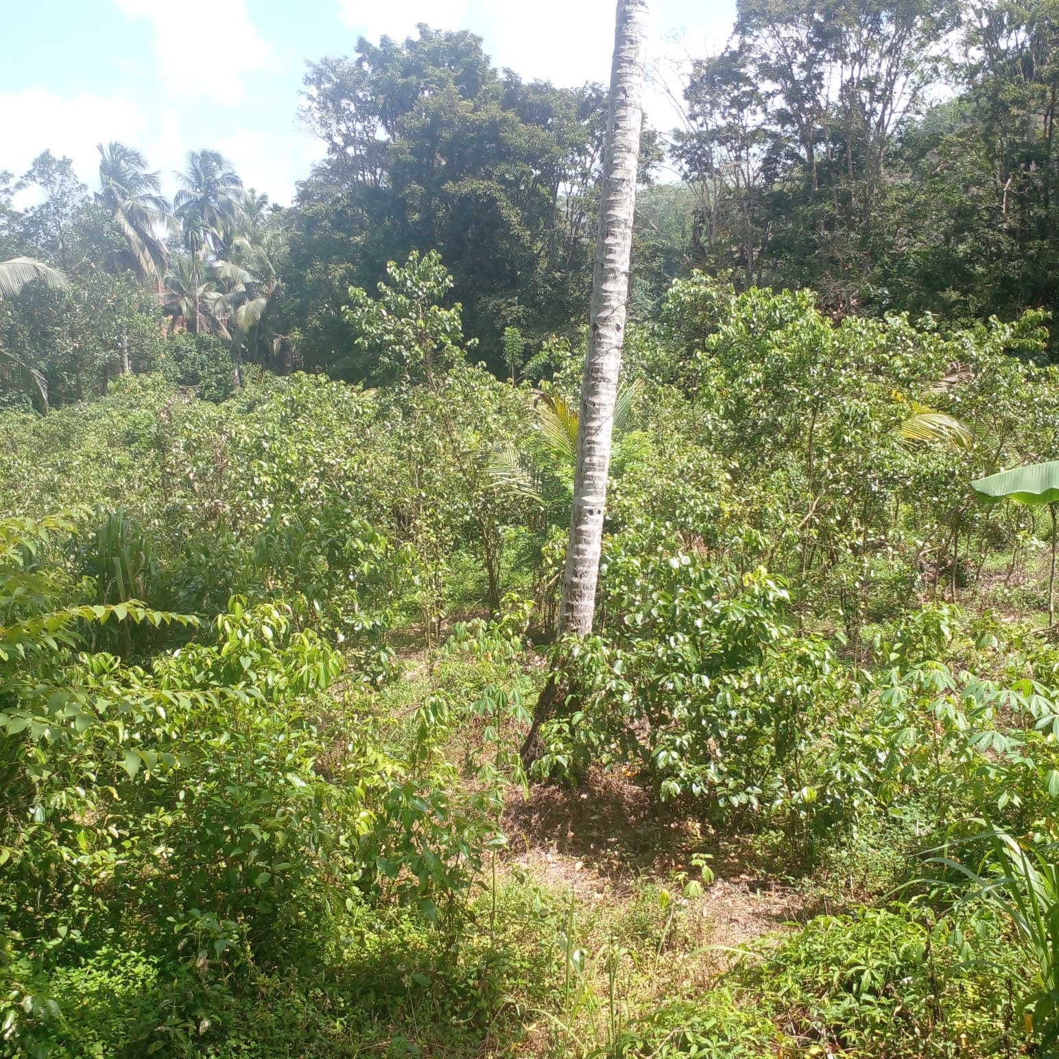 Residential Land for Sale in Suburb Elpitiya