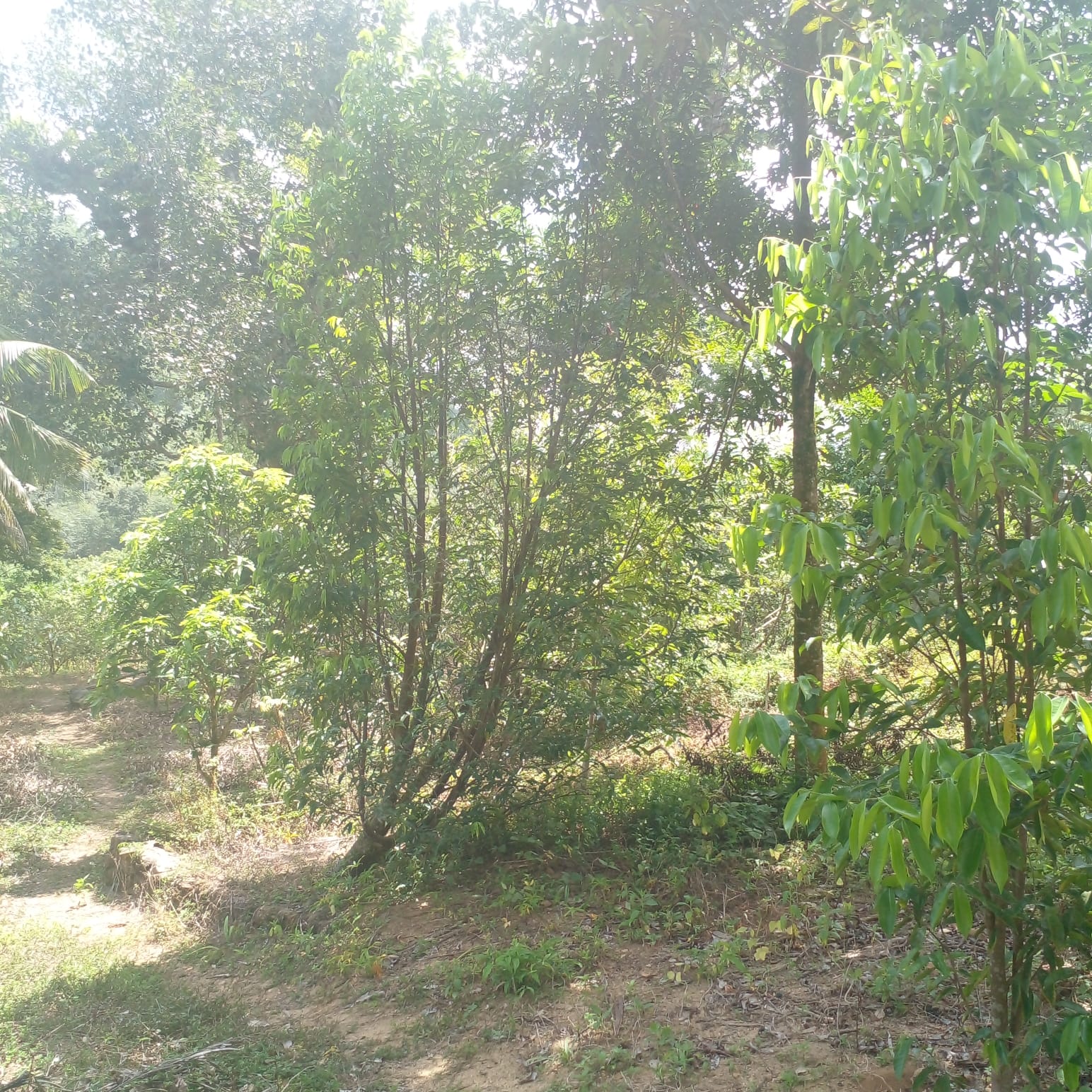 Residential Land for Sale in Suburb Elpitiya