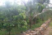 Residential Land for Sale in Suburb Elpitiya