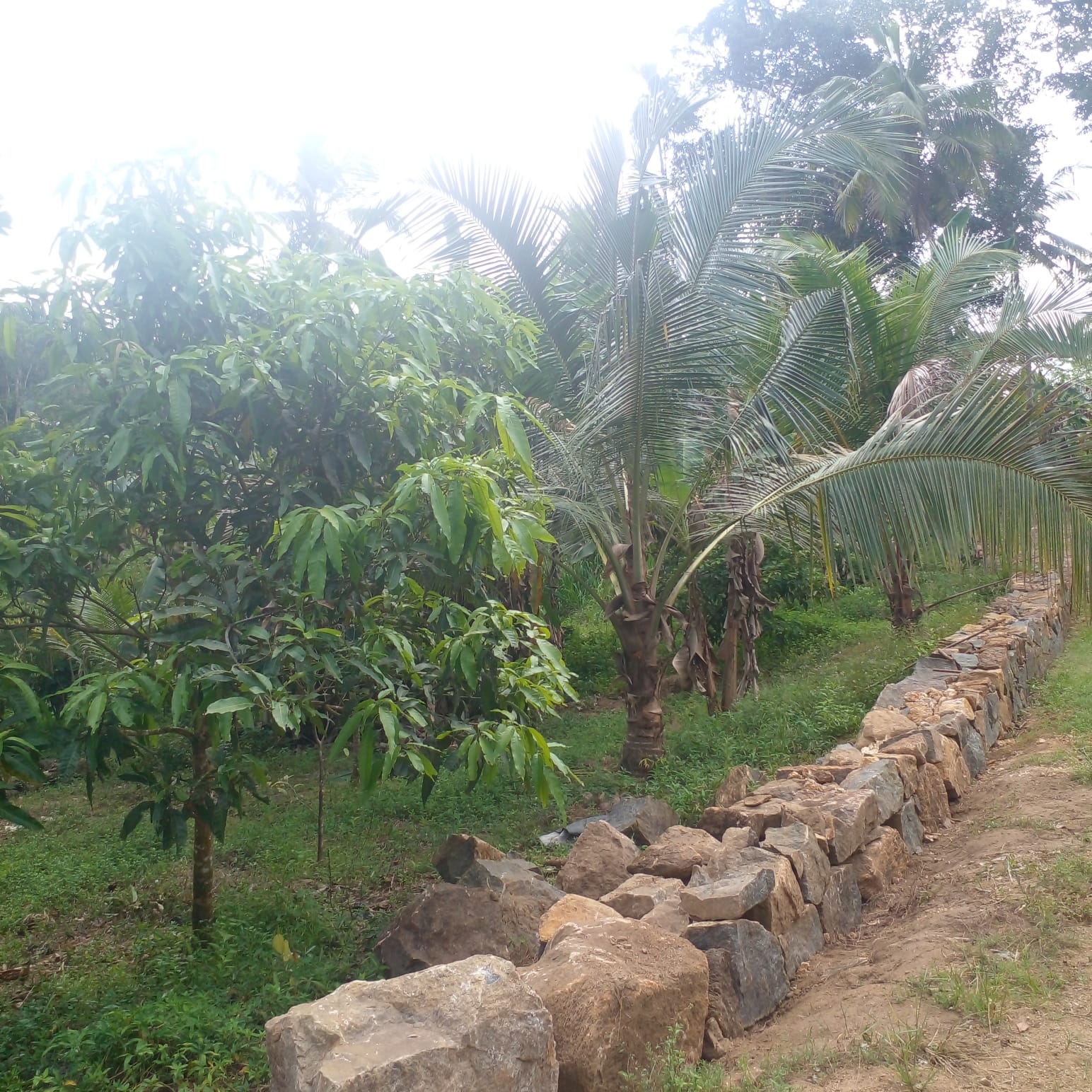 Residential Land for Sale in Suburb Elpitiya