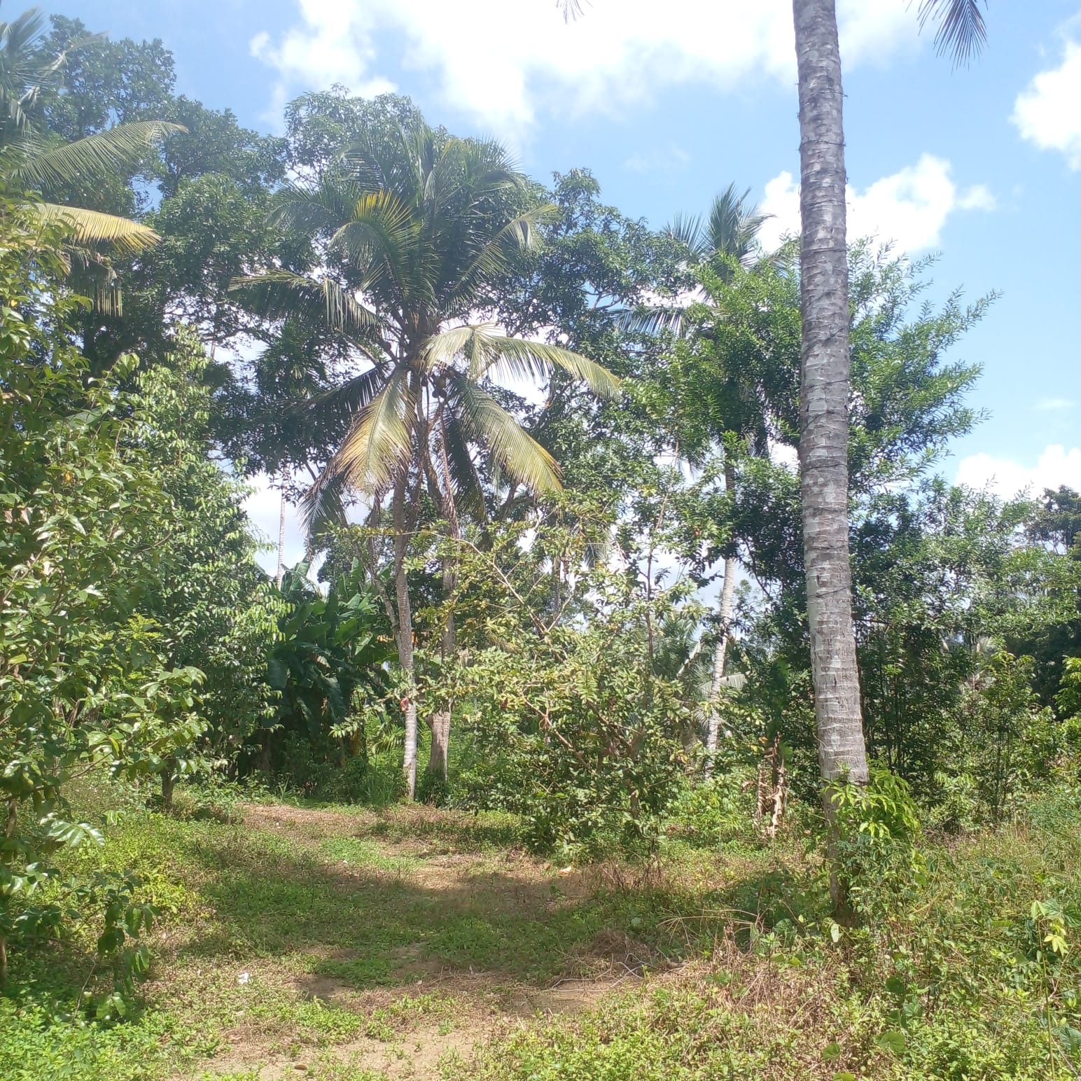 Residential Land for Sale in Suburb Elpitiya
