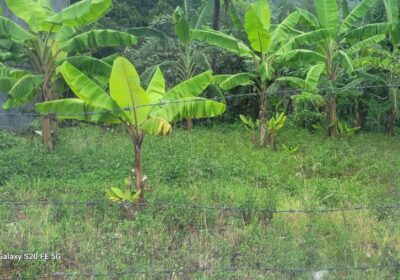 30p Residential Bare Land Athulkotte