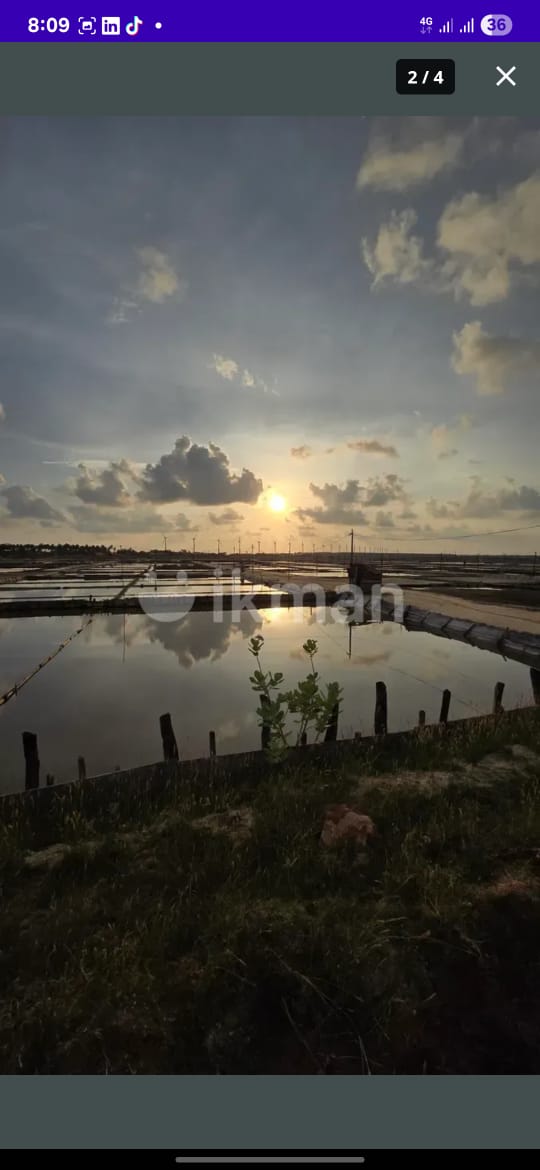 Saltern Land in Puttalam for Sale