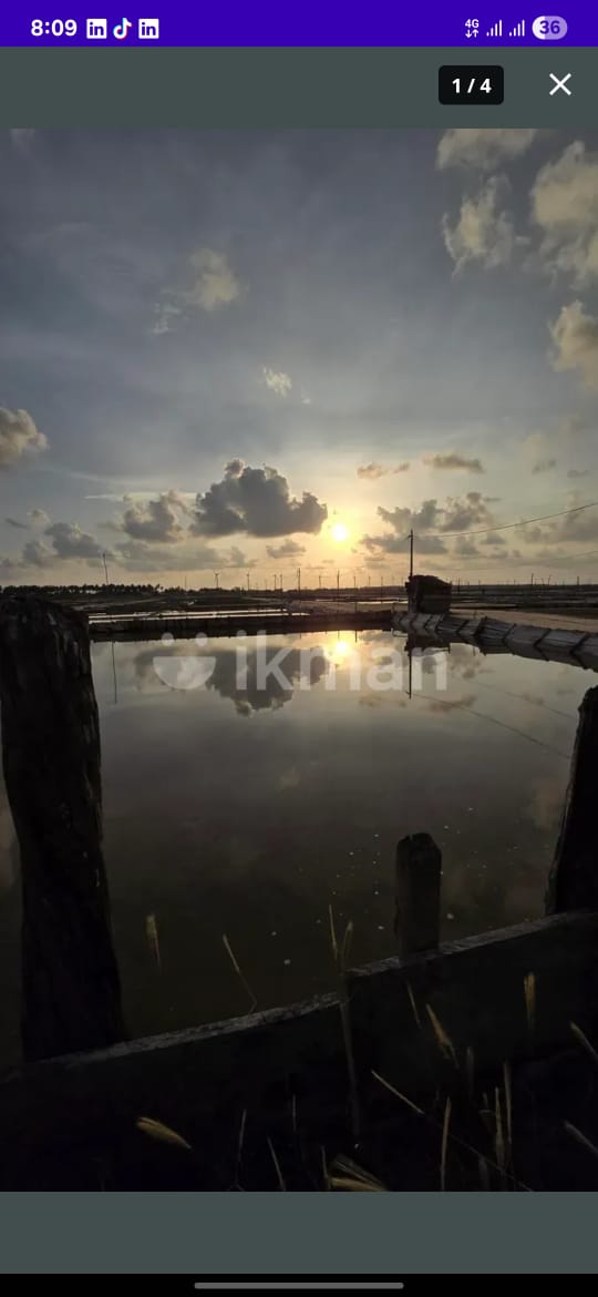 Saltern Land in Puttalam for Sale