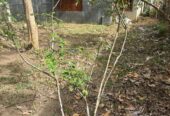 Land for Sale in Beliatta Town