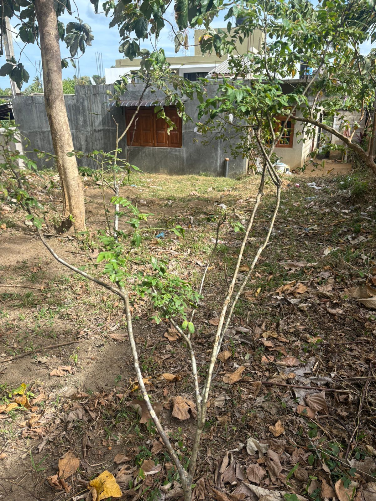 Land for Sale in Beliatta Town