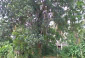 Land Sale Nittabuwa Panawala 12.5 P