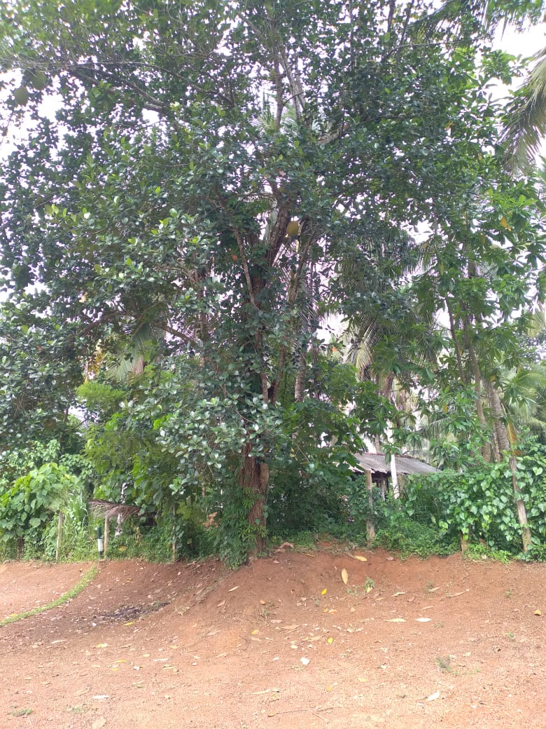 Land Sale Nittabuwa Panawala 12.5 P